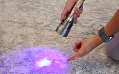 Professional Carpet Cleaning for Pet Owners